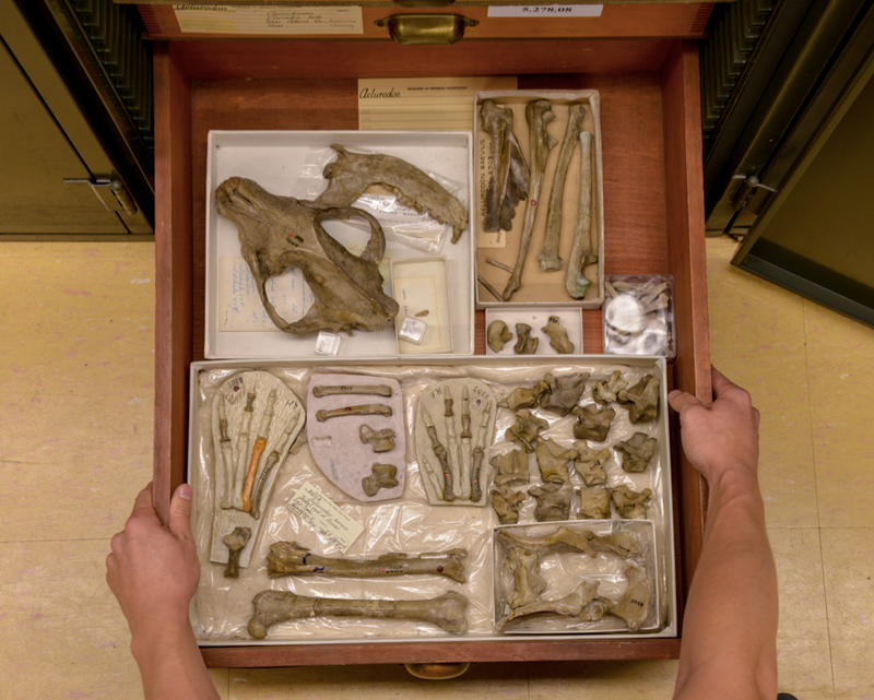 Illustration for article titled Celebrate National Dog Day with 30 Million Years of Dogs